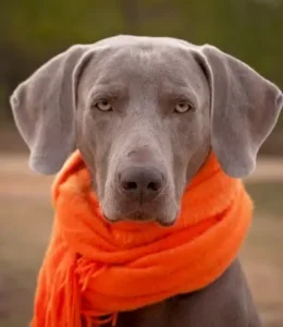un-chien-braque-de-weimar-gris-avec-une-écharpe-orange-autour-de-son-cou-par-coachcanin16-educateur-canin-a-angouleme