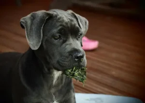 un-chien-cane-corso-noir-avec-du-blanc-sur-le-cou-tient-de-l-herbe-dans-sa-gueule-par-coach-canin-16-educateur-canin-à-angouleme