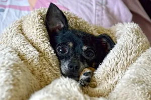 un-chien-chihuahua-noir-âgé-emmitouflé-dans-une-couverture-beige-par-coach-canin-16-éducateur-canin-charente