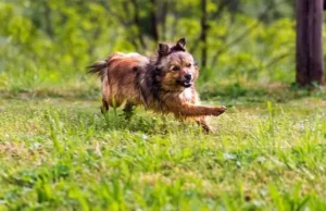 un-chien-de-petite-race-marron-à-poil-long-courre-sous-les-bois-par-coachcanin16-educateur-canin-à-domicile-charente-angouleme-cognac-saint-jean-d-angely-matha-saintes