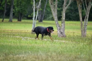un-chien-de-race-rottweiler-courre-dans-un-pré-vert-sous-des-arbres-ar-coachcanin-16-educateur-canin-en-charente-à-domicile-et-sur-son-terrain