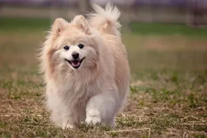un-chien-de-race-spitz-nain-beige-coure-dans-l-herbe-par-coach-canin-16-éducateur-canin