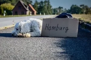 un-chien-frisé-blanc-couché-le-long-d-une-route-avec-un-écriteau-avec-destination-en-vacance-par-coach-canin-16-educateur-canin-en-charente