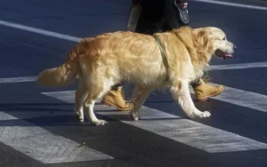 un-chien-golden-de-couleur-sable-en-laisse-traverse-la-rue-avec-son-maître-par-coachcanin16-educateur-canin-à-cognac