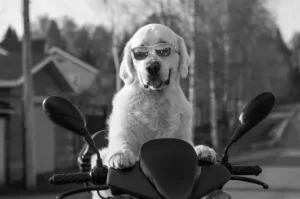 un-chien-golden-retriever-blanc-assis-au-guidon-d-une-moto-des-lunettes-sur-le-museau-par-coach-canin-16-educateur-canin-charente
