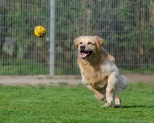 un-chien-golden-retriever-courre-après-une-balle-jaune-par-coach-canin-16-educateur-canin-à-domicile-en-charente