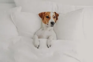 un-chien-jack-russel-allongé-sur-le-dos-dans-un-lit-sous-la-couette-la-tête-posée-sur-un-oreiller-par-coach-canin-16-educateur-canin-en-charente