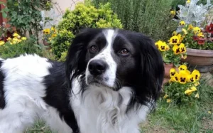 un-chien-noir-et-blanc-à-poil-long-au-milieu-de-pensées-jaunes-par-coach-canin-16-educateur-canin-charente