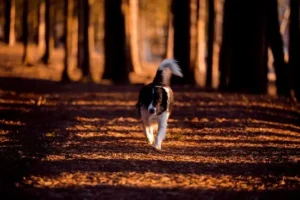 un-chien-noir-et-blanc-marche-dans-un-bois-au-coucher-du-soleil-par-coach-canin-16-educateur-canin-charente