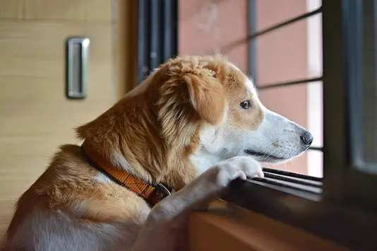 un-chien-sans-race-blanc-et-marron-clair-regarde-par-la-fenêtre-ses-deux-pattes-avant-posées-sur-le-rebord-de-la-fenêtre-par-coach-canin-16-educateur-canin-à-domicile-charente