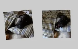 un-chien-type-berger-couché-dans-un-lit-sous-une-couette-rayée-bleue-et-grise-par-coach-canin-16-educateur-canin-à-angoulemen