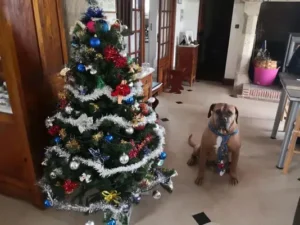 un-chien-type-boerbull-au-pied-d-un-sapin-de-noël-par-coach-canin-16-educateur-canin-charente