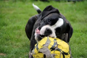 un-chien-type-boxer-noir-et-blanc-couché-mord-dans-un-ballon-de-football-jaune-par-coach-canin-16-educateur-canin-en-charente