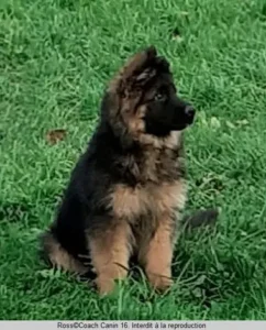 un-chiot-berger-allemand-à-poils-longs-noir-et-feu-assis-au-milieu-d-un-champ-sur-de-l-herbe-par-coach-canin-16-educateur-canin-en-charente