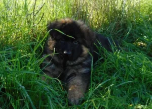 un-chiot-berger-allemand-noir-et-feu-couché-dans-l-herbe-par-coach-canin-16-éducateur-canin-en-charente
