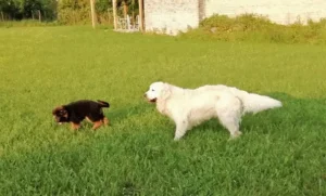 un-chiot-berger-allemand-noir-et-feu-et-un-golden-retriever-blanc-dans-un-jardin-par-coach-canin-16-educateur-canin-à-domicile-charente