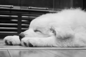 un-chiot-blanc-dort-la-tête-entre-ses-pattes-par-coach-canin-16-educateur-canin-à-domicile-en-charente