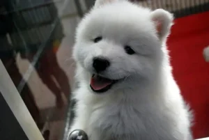 un-chiot-samoyede-blanc-dans-une-animalerie-par-coach-canin-16-educateur-canin-à-domicile-en-charente