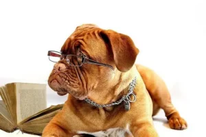 un-dog-de-bordeaux-allongé-avec-des-lunettes-par-coach-canin-16-educateur-canin-en-charente