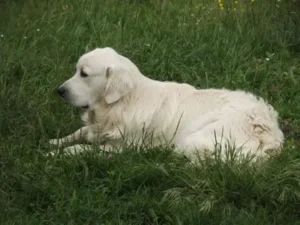 un-golden-retriever-blanc-couché-dans-l-herbe-par-coach-canin-16-educateur-canin-à-domicile-en-charente