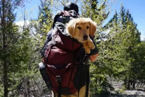 un-golden-sable-dans-un-sac-à-dos-sur-les-épaules-de-son-maître-par-coach-canin-16-educateur-canin-en-charente-de-son