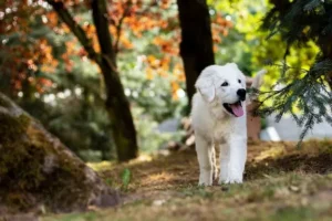 un-jeune-chien-golden-retriever-blanc-dans-les-bois-par-coach-canin-16-education-canine-positive-en-charente