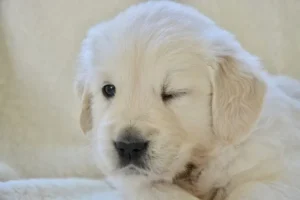 un-jeune-golden-retriever-blanc-ferme-un-œil-les-maladies-oculaires-par-coach-canin-16-educateur-canin-à-domicile-angouleme