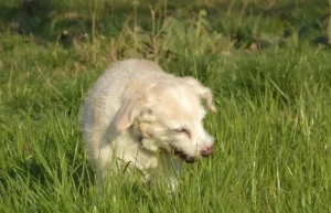 un-petit-chien-blanc-mange-de-l-herbe-pour-se-purger-par-coach-canin-16-educateur-canin-à-domicile-en-charente