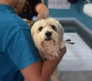 un-petit-chien-blanc-tenu-par-un-vétérinaire-par-coach-canin-16-educateur-canin-en-charente