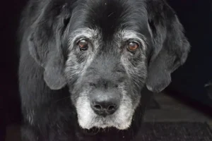 un-vieux-chien-noir-avec-le-museau-les-babines-et-le-tour-des-yeux-blancs-par-coach-canin-16-educateur-canin-charente-et-à-domicile-ou-sur-son-terrain