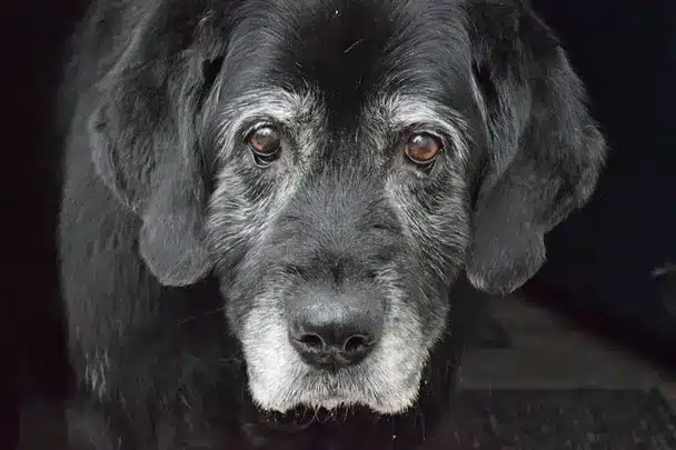 vieux-chien-noir-avec-le-museau-et-le-tour-des-yeux-blancs-par-coach-canin-16-educateur-canin-charente-et-à-domicile