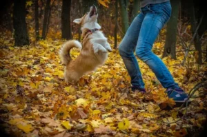 un-welsh-corgi-sous-les-bois-joue-avec-son-maître-par-coach-canin-16-educateur-canin-à-domicile-en-charente-ou-sur-son-terrain-d-éducation-canine