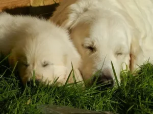 une-chienne-golden-retriever-sable-et-son-chiot-dorment-l-un-prés-de-l-autre-dans-l-herbe-par-coach-canin-16-educateur-canin-angouleme