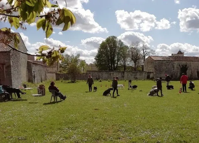 une-séance-d-education-canine-sur-le-terrain-de-coach-canin-16-entre-angoulême-et-cognac-et-entre-rouillac-et-jarnac