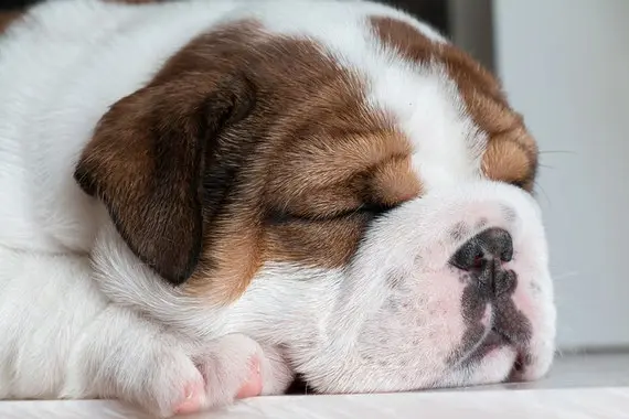 une-tête-d-un-chiot-bouledogue-qui-dort-marron-et-blanc-et-une-truffe-noire-par-coach-canin-16-educateur-canin-en-charente