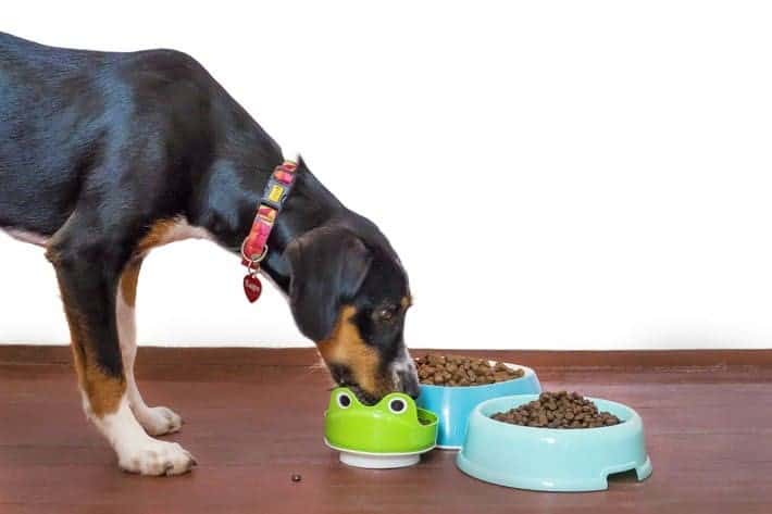 chien-mange-avec-deux-gamelles-de-croquettes-par-coachcanin16-educateur-canin-en-charente