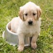 chiot-golden-assis-dans-sa-gamelle