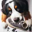 un-chien-de-face-couché-de-type-border-collie-blanc-taché-de-noir-et-de-marron-détruit-une-basket-de-tissus-bleu-par-coach-canin-16-éducateur-canin-à-cognac-jarnac-rouillac