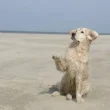 un-chien-golden-blanc-sur-la-plage-assis-lève-la-patte-par-coach-canin-16-éducateur-canin-à-rouillac-jarnac-cognac-angoulême
